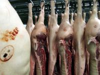 Schlachtschweine.jpg 