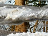 Tauwetter_Baum_Schnee.jpg Tauwetter, Schnee, Pf�tze