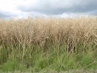 Raps-erntereif.jpg 
