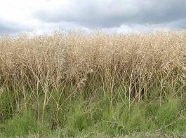 Die stabile Preisprognosen f�r Agrarrohstoffe wird vor allem mit der steigenden Nachfrage nach Biokraftstoffen und Biomasse begr�ndet.&copy; Christian M�hlhausen / www.landpixel.de