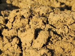 Boden nach der Winterruhe&copy; agrar-press