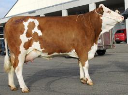 Angef�hrt wurde die Fleckvieh-Kollektion von einer Jungkuh aus der Passerpaarung Vaustria x Waterberg vom Betrieb Wirth/Hermaringen, die 30,8 kg Milch leistete und durch viel Kaliber und ein fest ansitzendes Euter �berzeugte. � Kraft