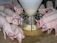 af_rundtrog.jpg Schwein, F�tterung, Trog
