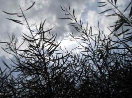 Zwar mussten alle Produkte an der Matif Verluste verkraften, den st�rksten R�ckgang meldete der Raps.&copy; M�hlhausen/landpixel