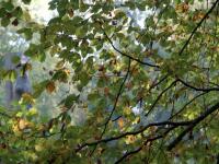Wald_lpix68482_600.jpg 