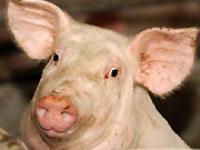 Schwein99.jpg Schwein