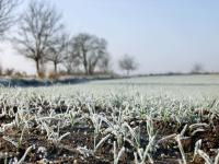 Feld-Fruehjahr.gif 