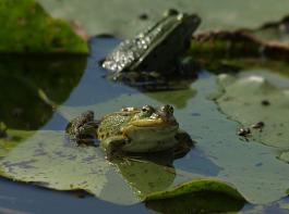 23 Prozent der Amphibien sind vom Aussterben bedroht. &copy; dagmar zechel/pixelio.de