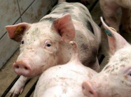 Am EU-Schlachtschweinemarkt ist die Preisschw�che immer noch nicht beendet.&copy; M�hlhausen/landpixel
