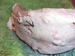 Drahtst�cke in der Zunge eines Schlachtschweines werden nicht immer von Metalldetektoren gefunden.  &copy; QS