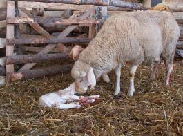 Meldepflicht f�r Schmallenberg-Virus kommt im April.&copy; Landpixel