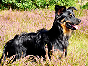 hund_ft.jpg