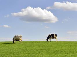 Die relativ enge Spanne, in der sich die Auktionspreise seit September 2011 bewegen deutet auf eine Stabilisierung der Nachfrage und des Welthandels mit Milchprodukten hin. &copy; Tom Bayer/fotolia