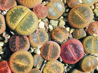 Lebende Steine_Lithops (2)-Zd.jpg 