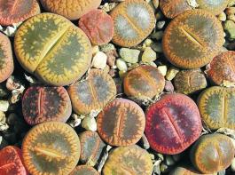Die lateinische Bezeichnung Lithops bedeutet nichts anderes als �stein�hnlich�.&copy; Stern