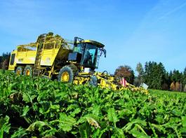 Der Riesenroder euro-Tiger V8-4 von Ropa packt 40 m� R�ben auf seine Schultern. &copy; Foto: G�ggerle