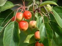 Wildapfel.jpg 