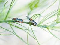 21 Insektizide Spargel_Foto 3.jpg 