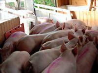 schweine_verladen.jpg 