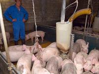 mastschweine_landwirt.jpg 