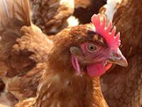  H�hner, Huhn