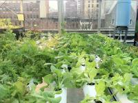 Bright_Farms_600.jpg 
