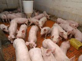 Mastschweine in Gruppenhaltung.&copy; Landpixel