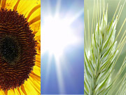 Sonnenblume, Sonne, Triticale