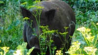 Schwarzwild