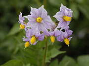 amflora_basf.jpg Amflora