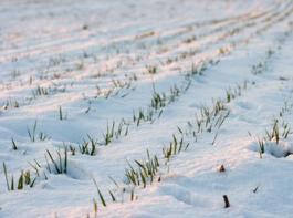 Die Ernteprognosen von UkrAgrConsult f�r Weizen in der Ukraine liegen momentan bei 13,7 Millionen Tonnen, was einem R�ckgang gegen�ber der letzten Ernte von knapp 40 Prozent entsprechen w�rde.&copy; Gudellaphoto-Fotolia.com