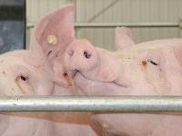 SchweineNeugierig.jpg 