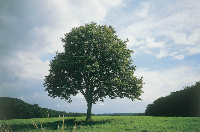 Die Senkung der Potenz von allopurinola