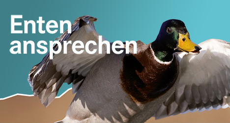 Enten Ansprechen Jagderleben De
