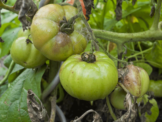 Braunfäule Bei Tomaten