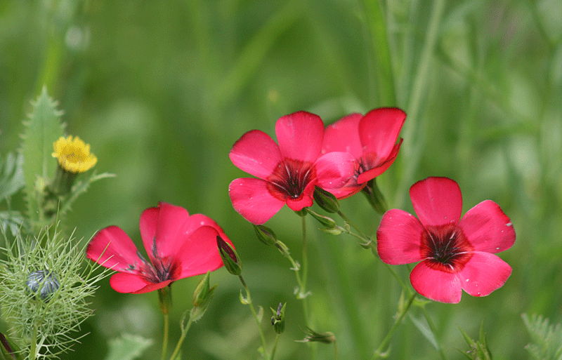 Blumen für Insekten