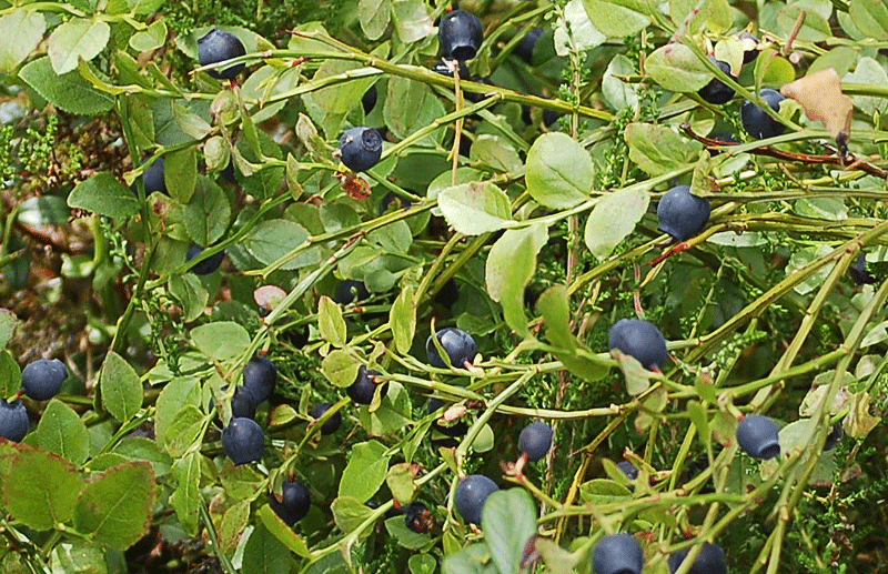 Heidelbeeren