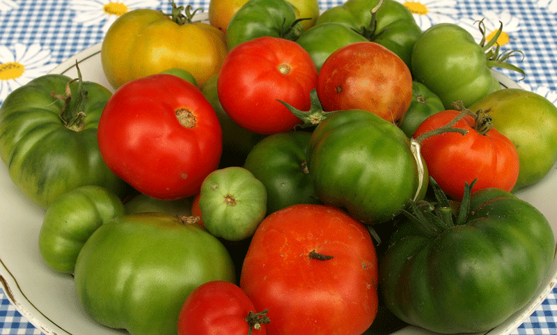 Grüne Tomaten essen