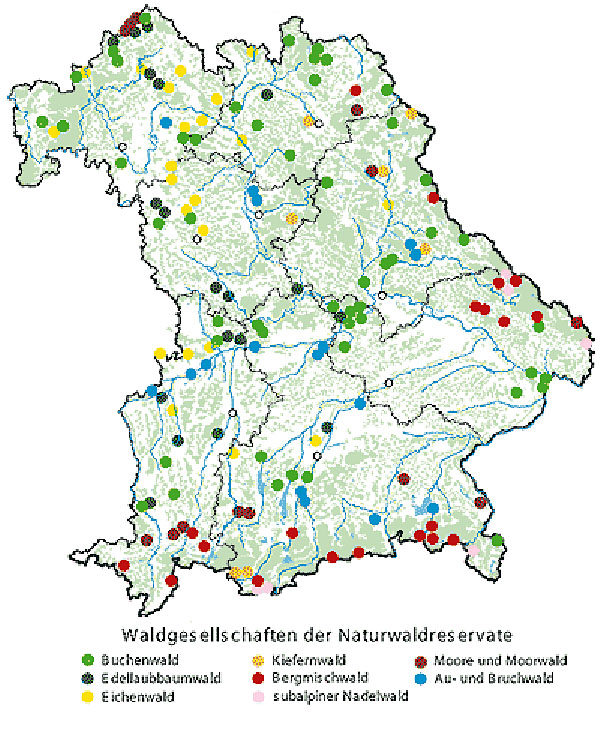 Viertes Naturwaldreservat in Bayerns Körperschaftswäldern - Baum und