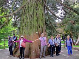uf der Insel Mainau beeindruckte dieser Mammutbaum: Es brauchte 13 Personen, um seinen Stamm zu umfassen.