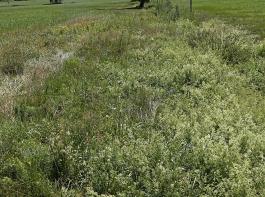 Altgrasstreifen bieten Insekten Nahrungsquelle und Lebensraum.