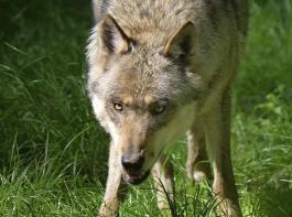 Abschsse von Problemwlfen reichen nicht: Laut Deutschem Bauernverband muss der Wolfsbestand reguliert werden.