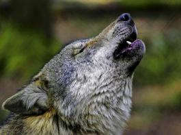 Der Wolf ist in Baden-Wrttemberg noch nicht prsent, sein „Geheul” dringt aus anderen Regionen Deutschlands jedoch schon herein. 