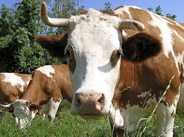 Biogen nennt man das Methan, das Kühe ausstoßen. Im Gegensatz zu fossilem Methan ist es klimaneutral, da es in einen natürlichen Kohlenstoffkreislauf eingebunden ist.