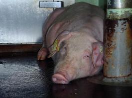 Die Symptome der Afrikanischen Schweinepest sind unspezifisch. Auch allgemeine Schwche und eine erschwerte Atmung gehren dazu.