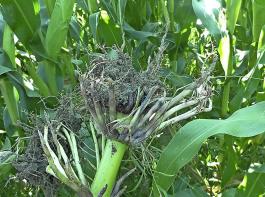 Die Larven des Maiswurzelbohrers haben die Wurzeln der Maispflanze einseitig abgefressen, die Pflanze verliert die Standfestigkeit
