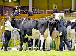 Die Holstein-Siegertiere bei der Grand Champion-Auswahl