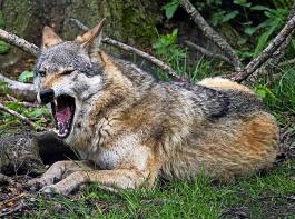 Das Land hat die finanzielle Untersttzung fr Weidetierhalter beim Schutz vor dem Wolf erhht. Der BLHV sieht darin ein positives Signal, macht aber auf weiterhin bestehende Lcken aufmerksam.