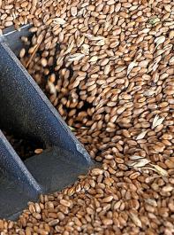 „Wir haben einen Selbstversorgungsgrad von mehr als 100 Prozent; das ist in der aktuellen Situation sehr beruhigend”, bekundete der Deutsche Raiffeisenverband zur deutschen Versorgungssituation mit Weizen.