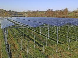 Eine erste Pilotanlage für Photovoltaik im Weinbau wurde bereits fertiggestellt, sie befindet sich in Munzingen.
